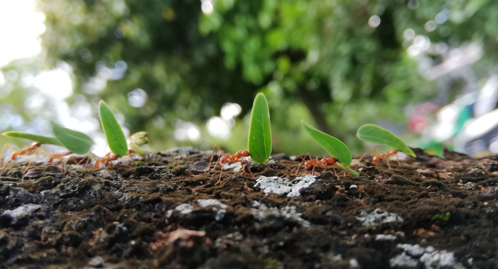 Hormigas invasoras. Foto: Unsplash