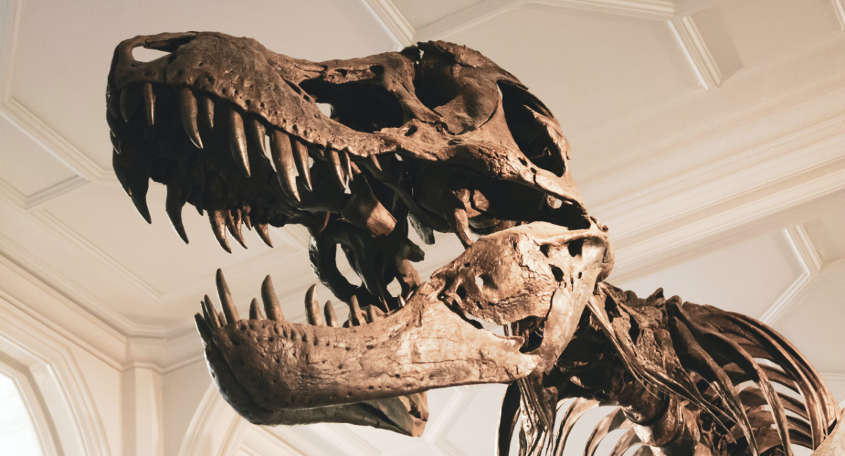 Extinción de los dinosaurios. Foto: Unsplash