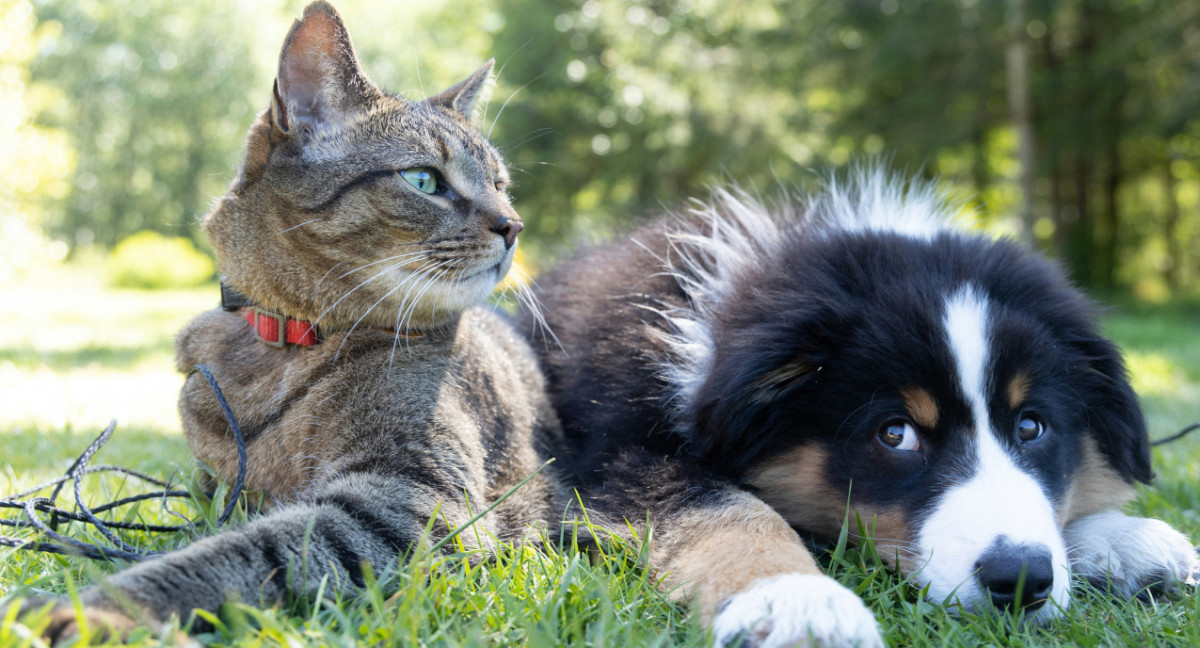 Perro y gato. Foto Unsplash.