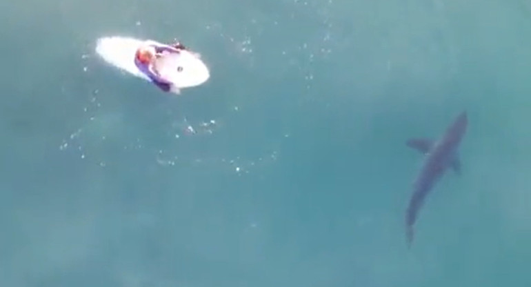 Encuentro entre un surfista y un tiburón. Foto: captura