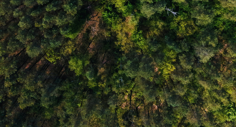 Bosques en peligro. Foto: Unsplash