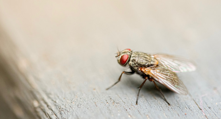 Mosca. Foto: Unsplash.