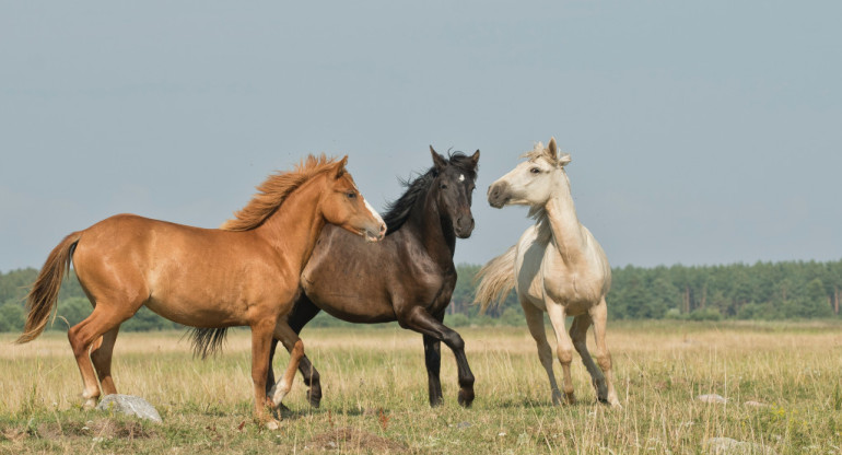 Caballos. Unsplash