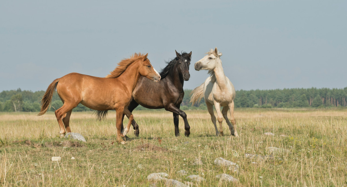 Caballos. Unsplash