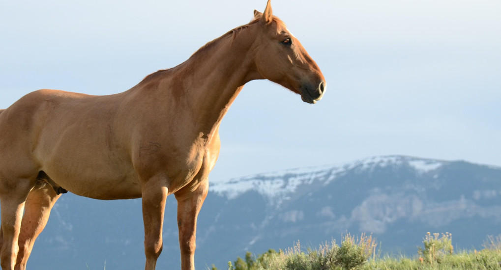 Caballos. Unsplash