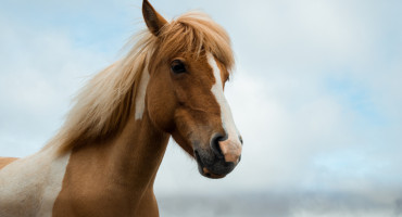 Caballos. Unsplash