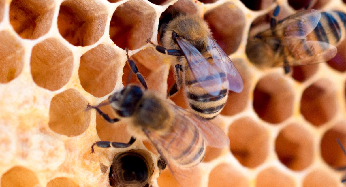 Abejas. Foto: Unsplash.