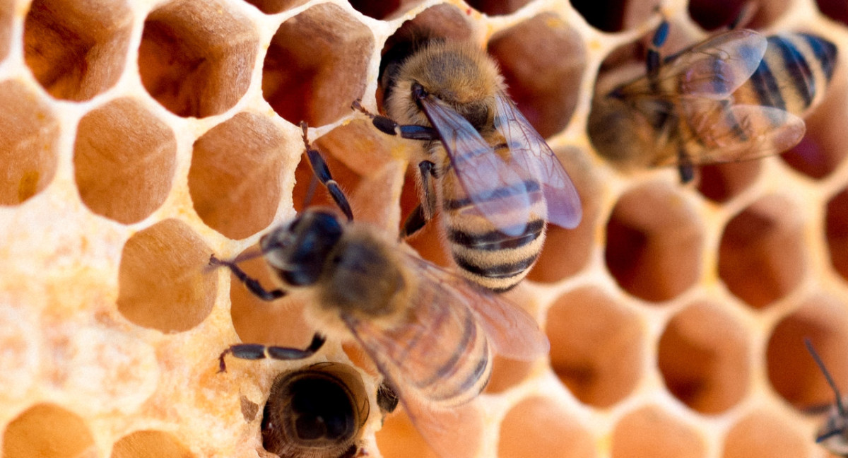 Abejas. Foto: Unsplash.