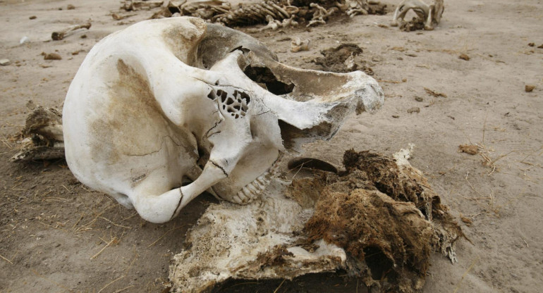 Según las fuentes, se encontraron los cadáveres de los paquidermos durante una de sus patrullas. Foto: EFE.