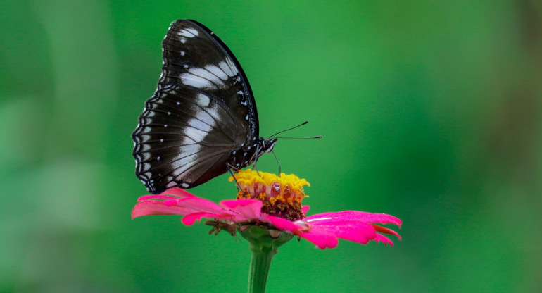 Mariposa negra. Foto: Unsplash.