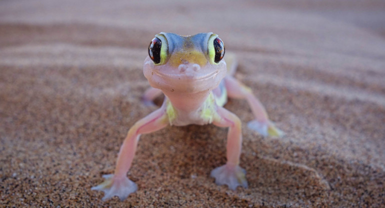 Qué quiere decir que aparezcan lagartijas en tu casa. Foto: Unsplash