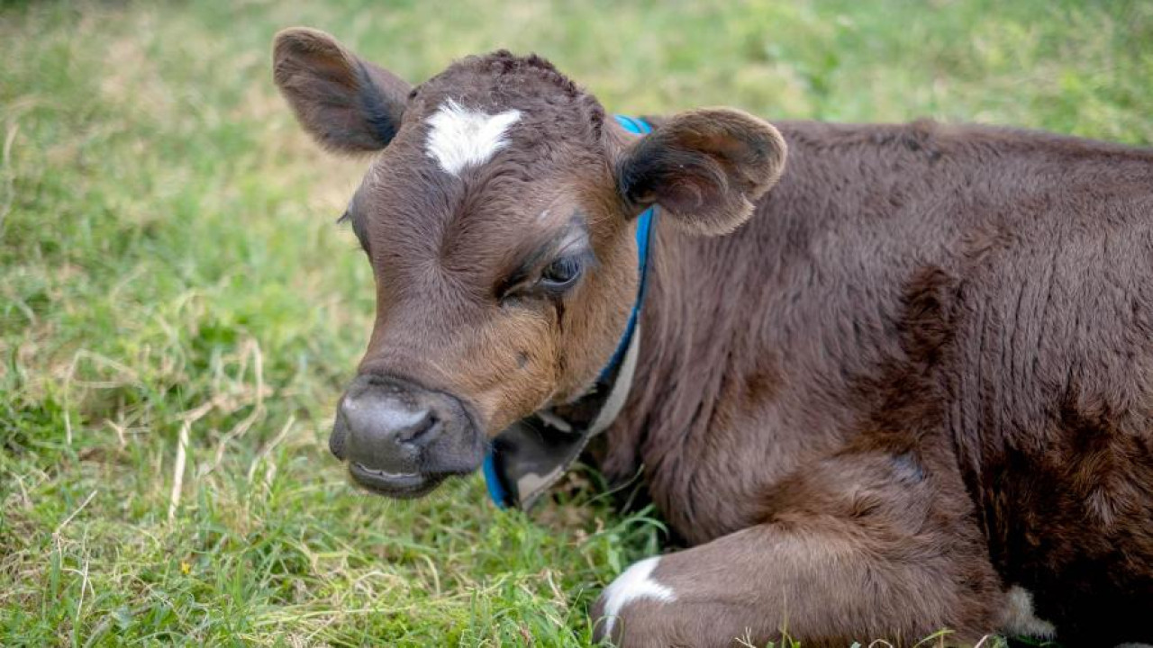 The calf that the young woman rescued from Mar del Plata. Photo: Telam.