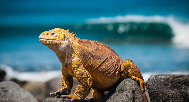 Islas Galápagos. Foto Unsplash.