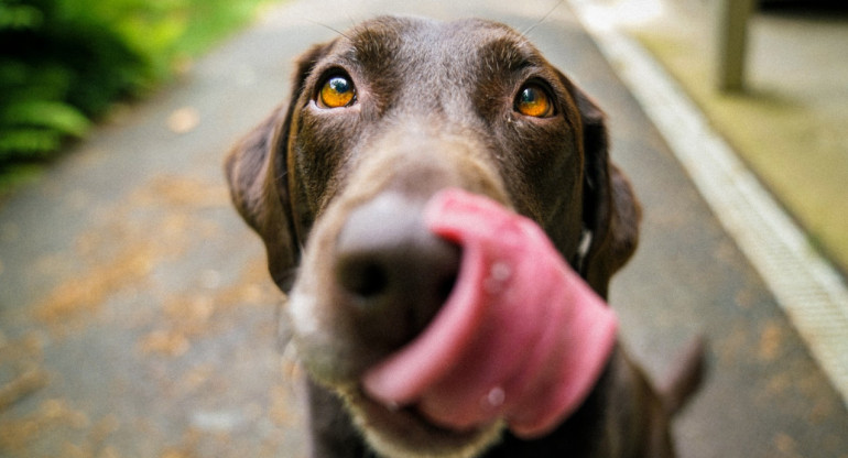 Perros, canes, mascotas. Foto: Unsplash