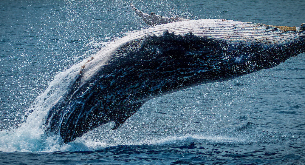 Ballena. Foto: Unsplash.