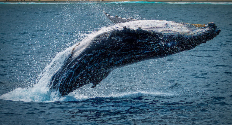 Ballena. Foto: Unsplash.