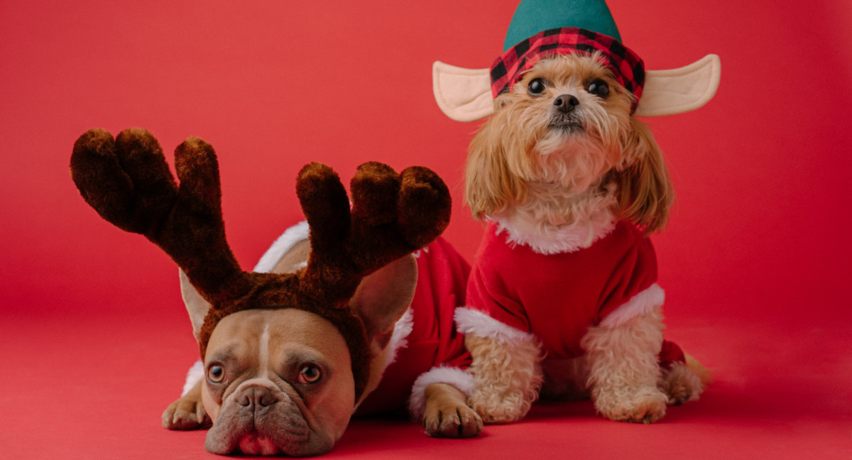 Perros navideños. Foto Unsplash.