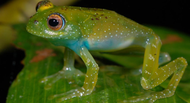 La rana Boophis luciae, en Madagascar. Foto: EFE