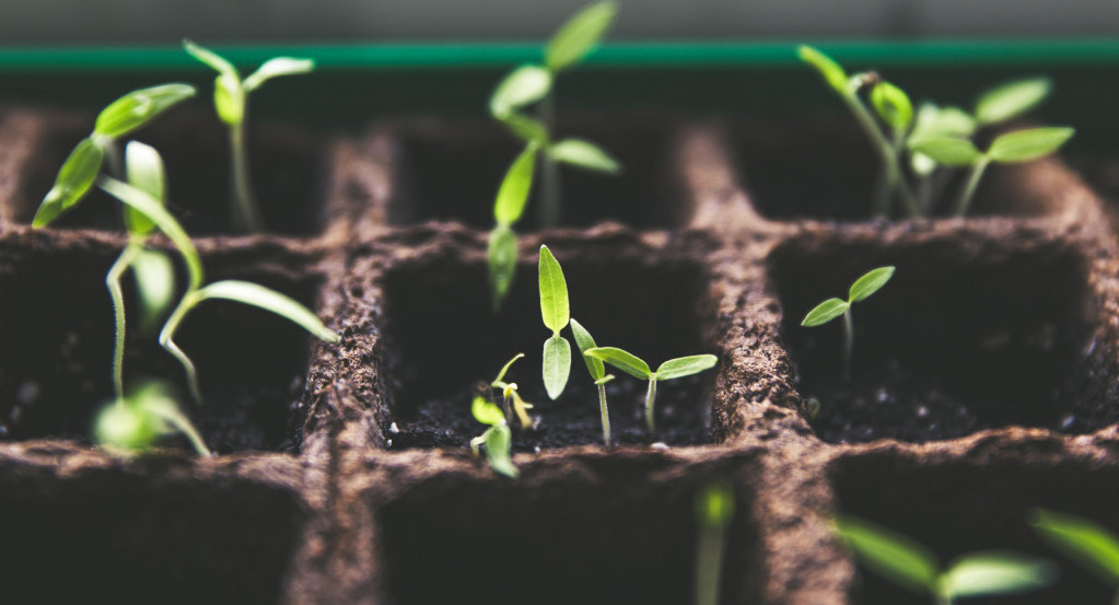 Plantas. Foto: Unsplash