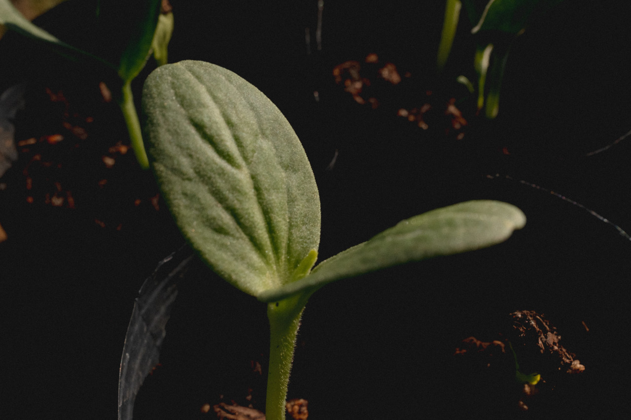 Plantas. Foto: Unsplash