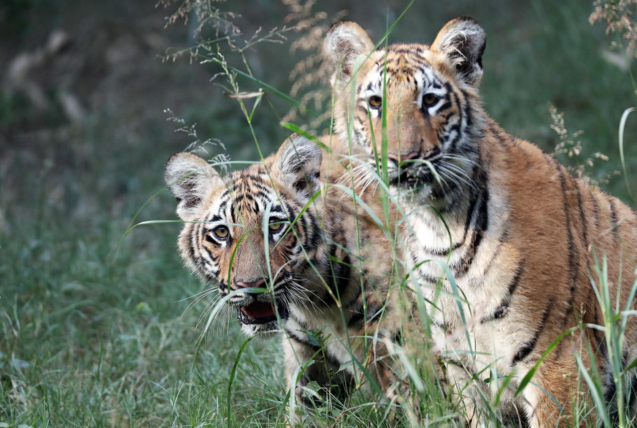 Los primeros 2 tigres de Bengala nacidos en cautiverio. Foto: EFE.