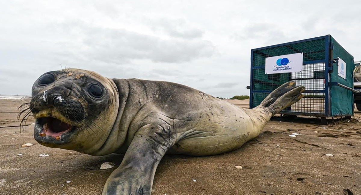 Un elefante marino rescatado en Costa Azul. Foto: Prensa Mundo Marino.