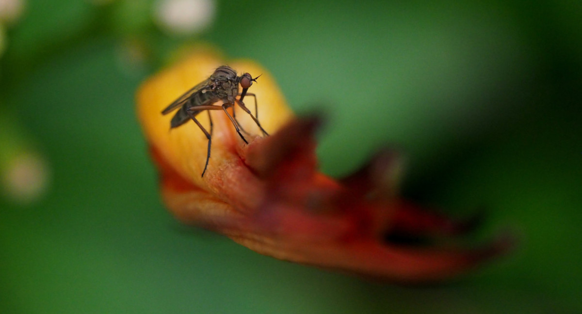 Mosquito. Foto: Unsplash.