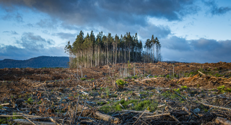 Crisis climática, deforestación. Foto: Unsplash