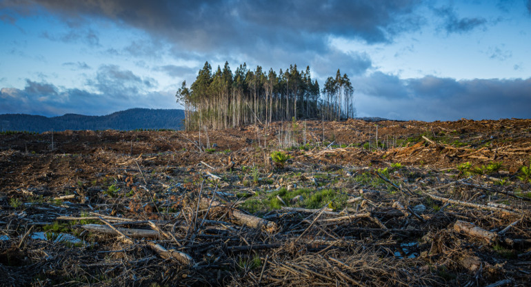 Crisis climática, deforestación. Foto: Unsplash