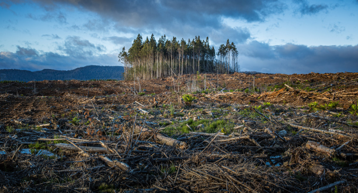 Crisis climática, deforestación. Foto: Unsplash