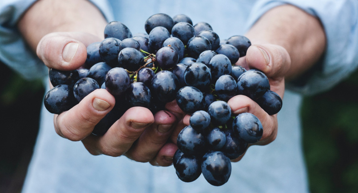 Vino, bebida alcohólica, uvas. Foto: Unsplash