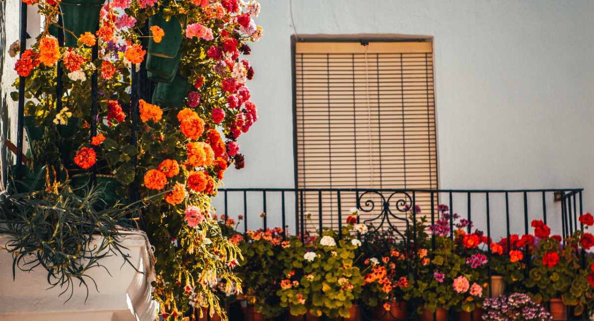 Plantas para balcones. Foto: Unsplash.