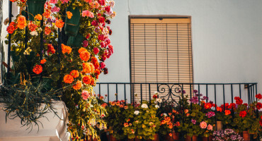 Plantas para balcones. Foto: Unsplash.