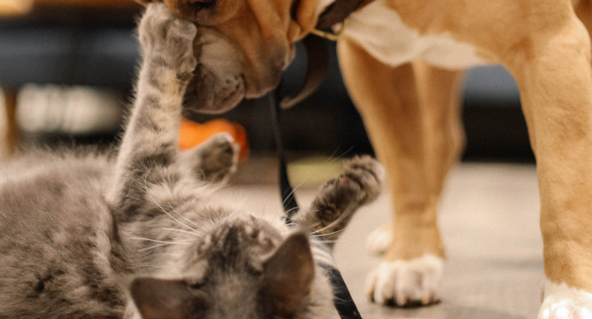 Perros y gatos. Foto: Unsplash