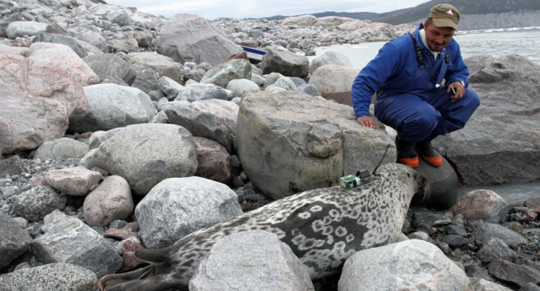 Descubrimiento de la foca Kangia. Foto: Greenland Institute of Natural Resources.