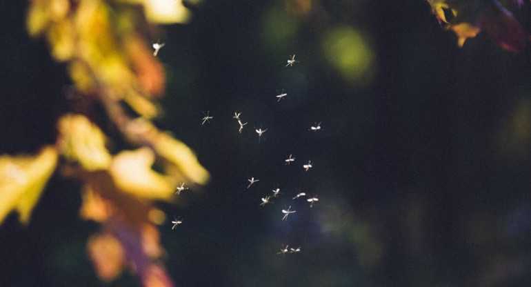 Ola de mosquitos en Argentina. Foto: Unsplash.