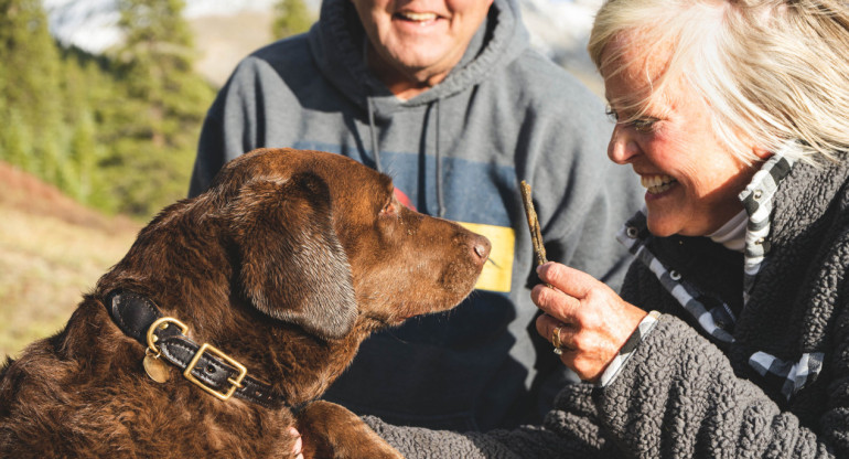 Perros. Foto: Unsplash