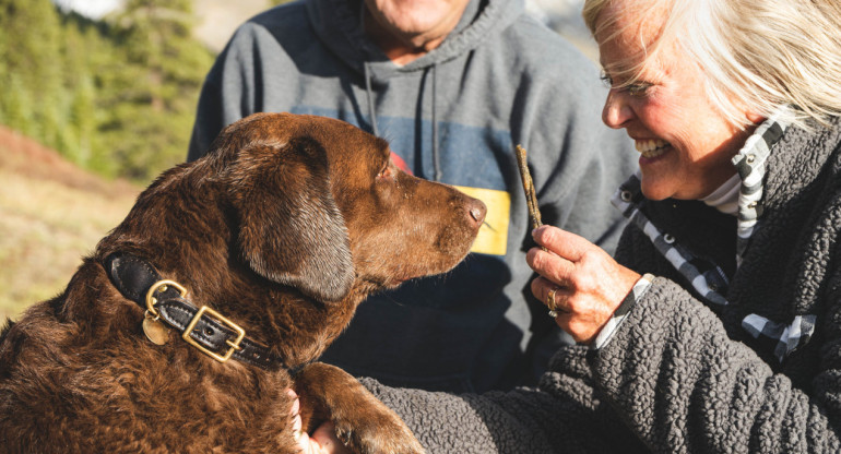 Perros. Foto: Unsplash