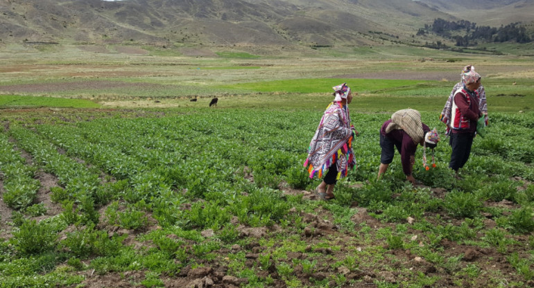 Zonas de agrobiodiversidad en Perú. Foto: X.