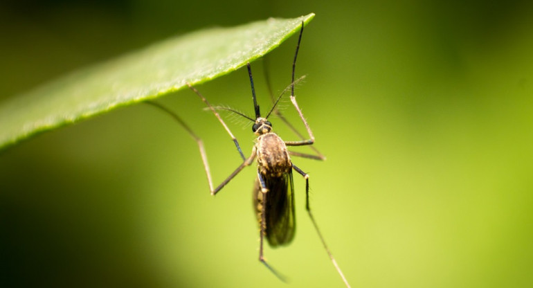 Mosquito. Foto: Unsplash.