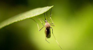 Mosquito. Foto: Unsplash.