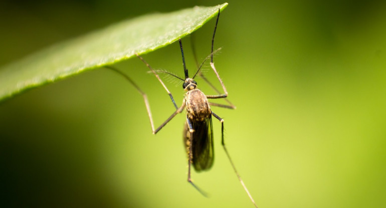 Mosquito. Foto: Unsplash.