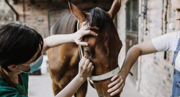 Encefalitis Equina. Foto: Télam