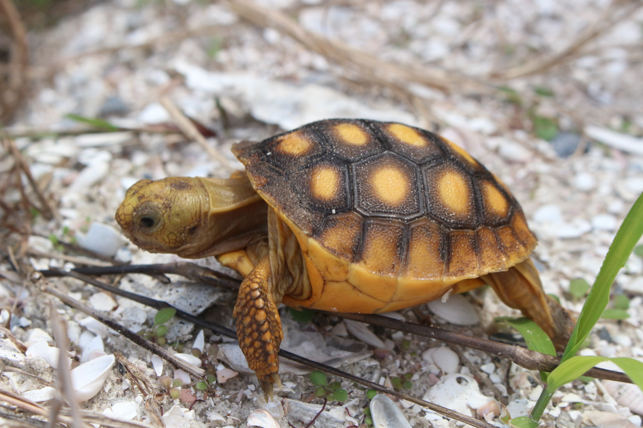 Tortuga. Foto: Unsplash.