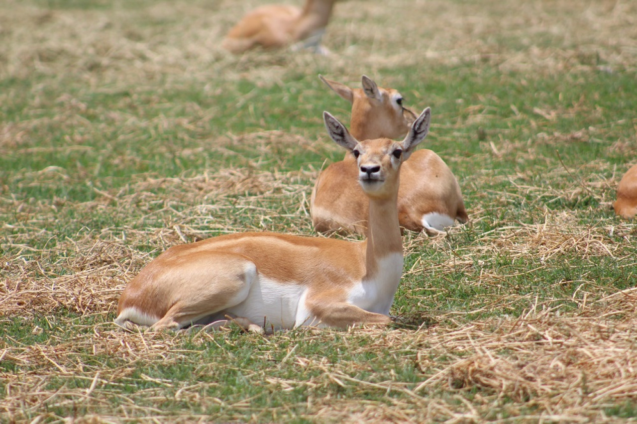 Guanaco. Foto: Unsplash.