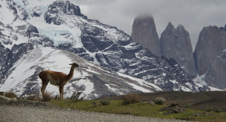 Guanaco. Foto: Unsplash.