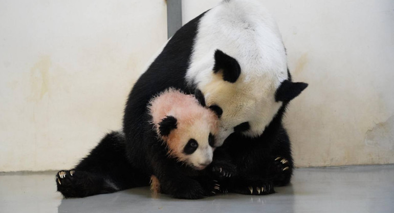 El bebé panda en pleno baño. Foto: Canal de Telegram de Svetlana Akulova @svetlanaakulova1