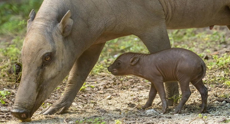 El histórico nacimiento de una babirusa. Foto: EFE