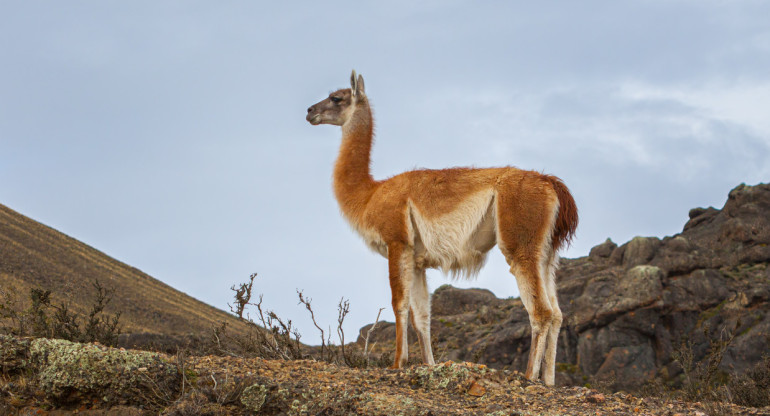 Guanaco. Foto Unsplash.