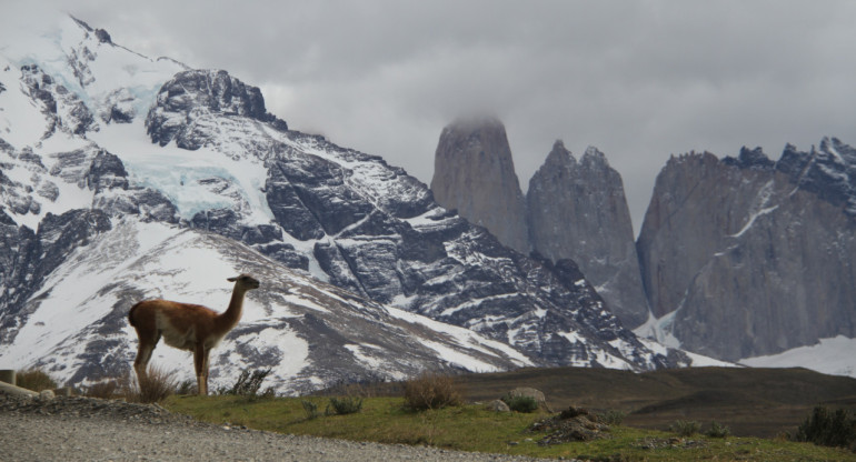 Guanaco. Foto Unsplash.